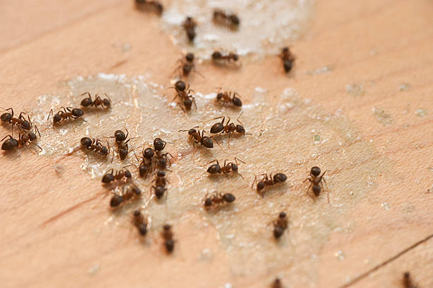 Professional Pest Control in Bono, AR