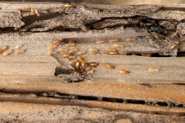 Best Affordable Pest Control Services  in Bono, AR
